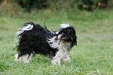 TERRIER DU TIBET 282